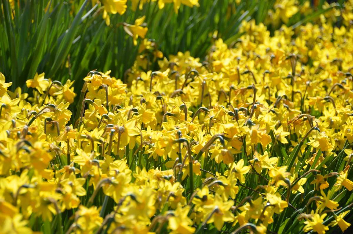 Fleurs printanières